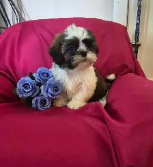 Shih Tzu Puppies - Photo 4
