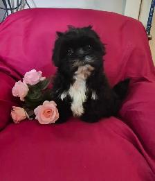 Shih Tzu Puppies - Photo 5
