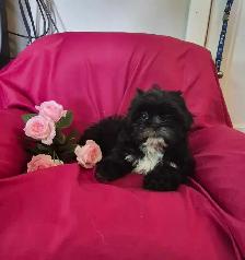 Shih Tzu Puppies - Photo 6