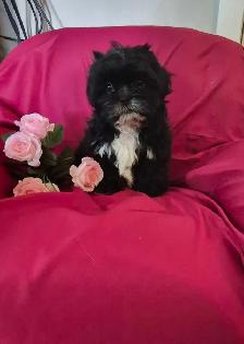 Shih Tzu Puppies - Photo 7