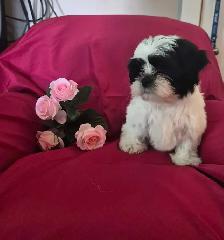 Shih Tzu Puppies - Photo 8