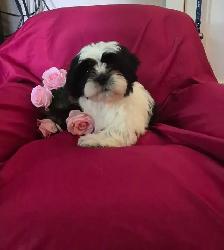 Shih Tzu Puppies - Photo 9