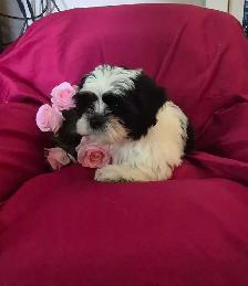 Shih Tzu Puppies - Photo 10