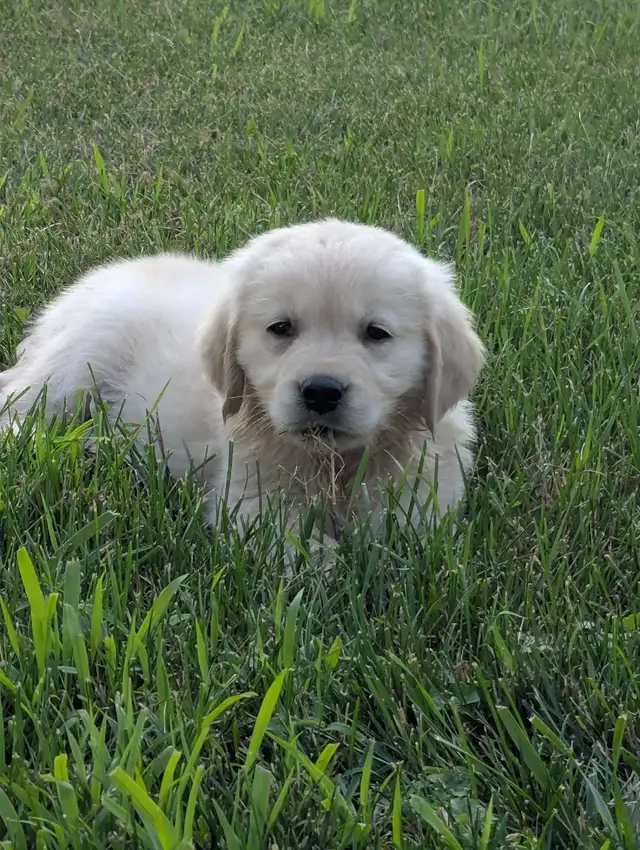Golden Retriever Puppies