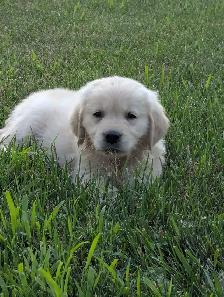 Golden Retriever Puppies