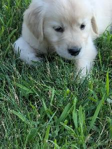 Golden Retriever Puppies - Photo 2