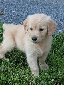 Golden Retriever Puppies - Photo 3