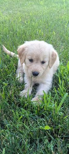 Golden Retriever Puppies - Photo 4