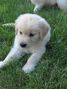 Golden Retriever Puppies - Photo 5