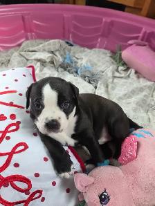 Staffordshire American bulldog Puppy's for sale 2 male 1 female