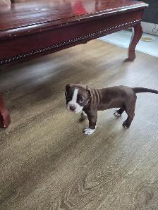 Staffordshire American bulldog Puppy's for sale 2 male 1 female - Photo 2