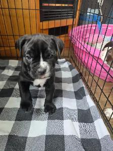 Staffordshire American bulldog Puppy's for sale 2 male 1 female - Photo 3