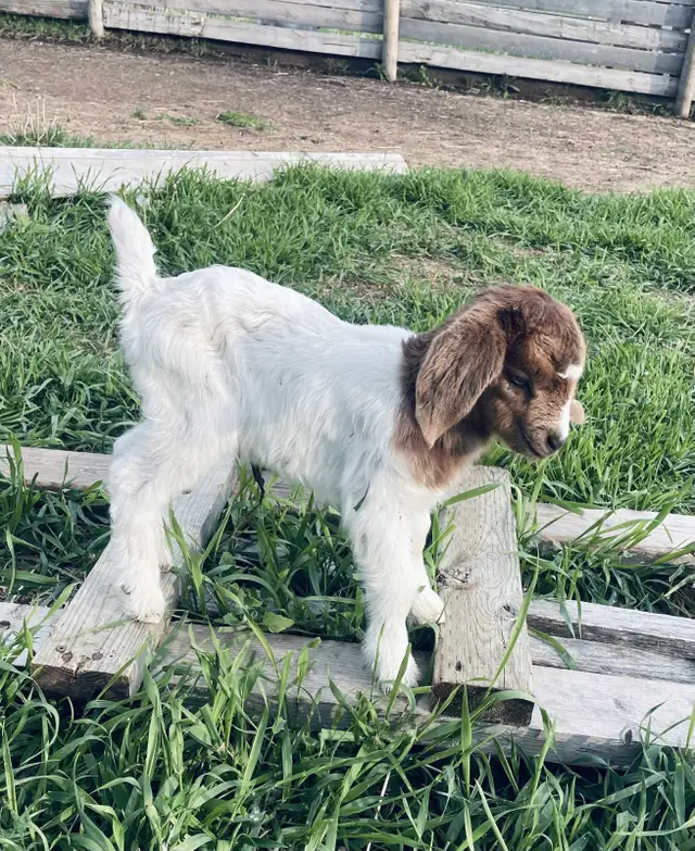 Boer bottle doeling for sale