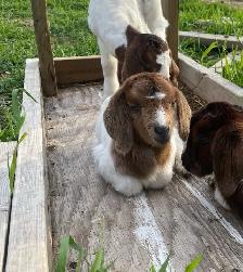 Boer bottle doeling for sale - Photo 2
