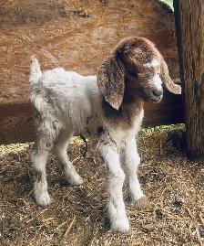 Boer bottle doeling for sale - Photo 3
