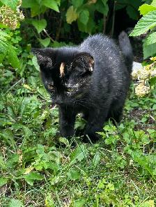Sweet Kittens Looking for Their Forever Homes