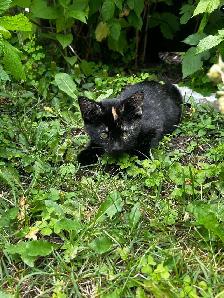 Sweet Kittens Looking for Their Forever Homes - Photo 2