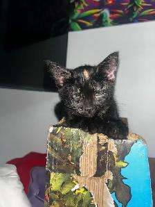 Sweet Kittens Looking for Their Forever Homes - Photo 3
