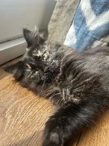 Sweet Kittens Looking for Their Forever Homes - Photo 4