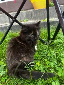 Sweet Kittens Looking for Their Forever Homes - Photo 5