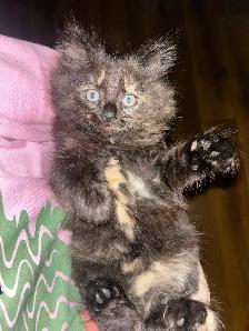 Sweet Kittens Looking for Their Forever Homes - Photo 6