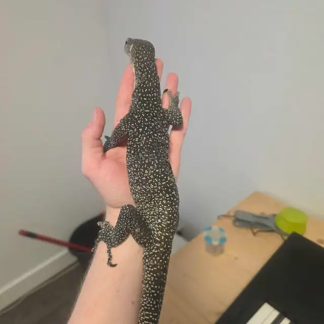 Mangrove monitor