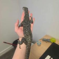 Mangrove monitor