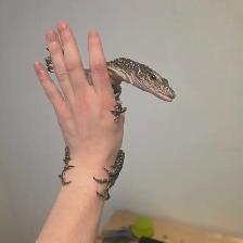 Mangrove monitor - Photo 2