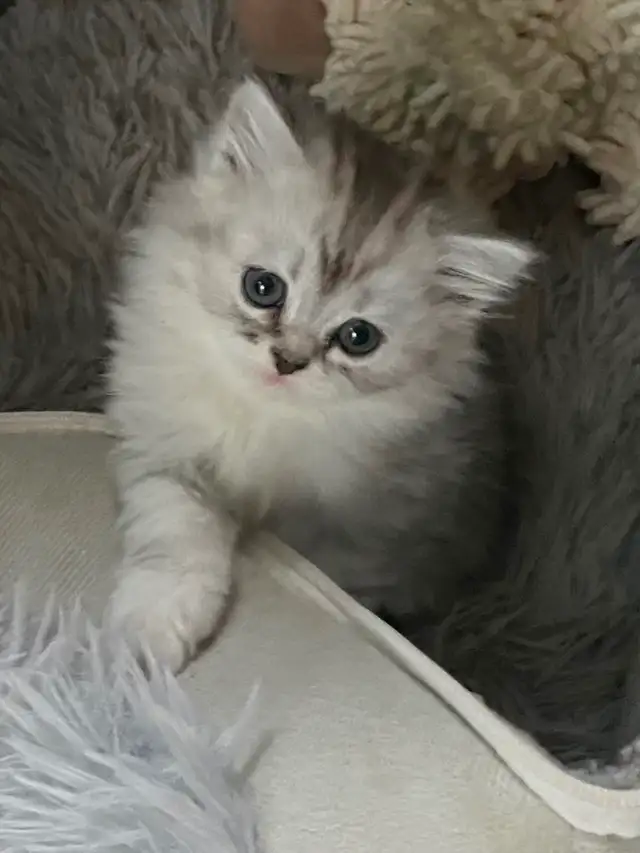 Persian/Ragdoll Kittens