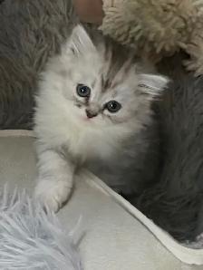 Persian/Ragdoll Kittens