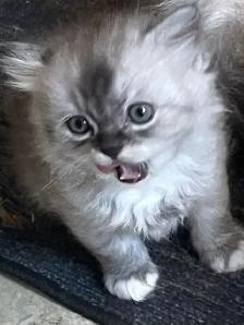Persian/Ragdoll Kittens - Photo 2