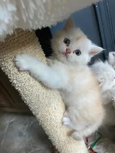 Persian/Ragdoll Kittens - Photo 3