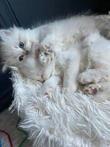 Persian/Ragdoll Kittens - Photo 4