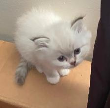 Persian/Ragdoll Kittens - Photo 5