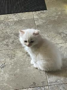 Persian/Ragdoll Kittens - Photo 6