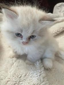 Persian/Ragdoll Kittens - Photo 7