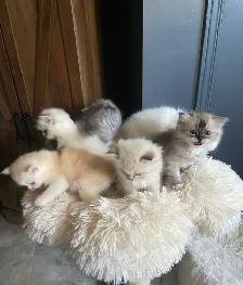 Persian/Ragdoll Kittens - Photo 8