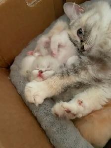 Persian/Ragdoll Kittens - Photo 9
