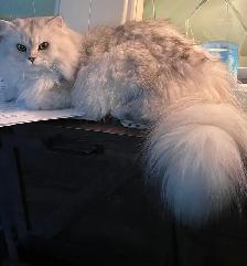 Persian/Ragdoll Kittens - Photo 10