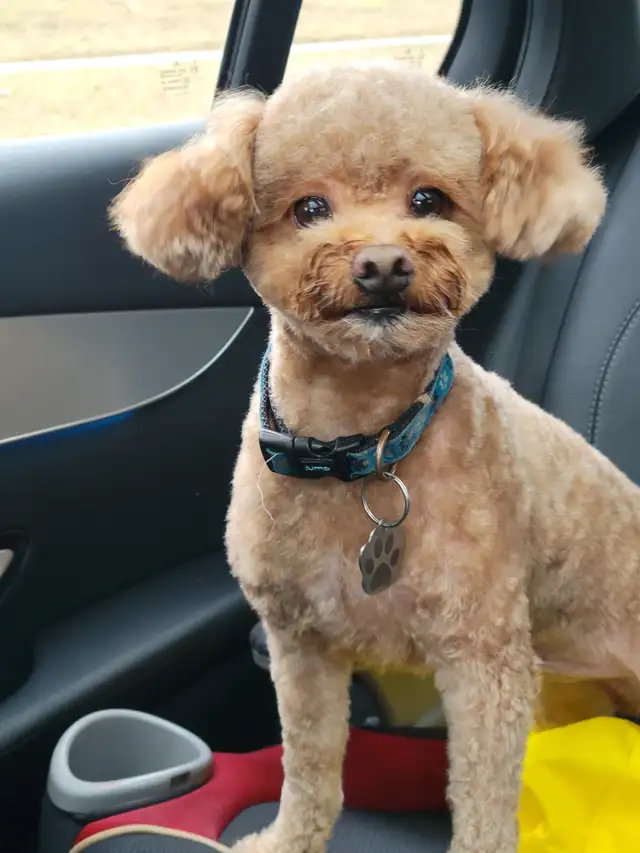 APRICOT TOY POODLE STUD