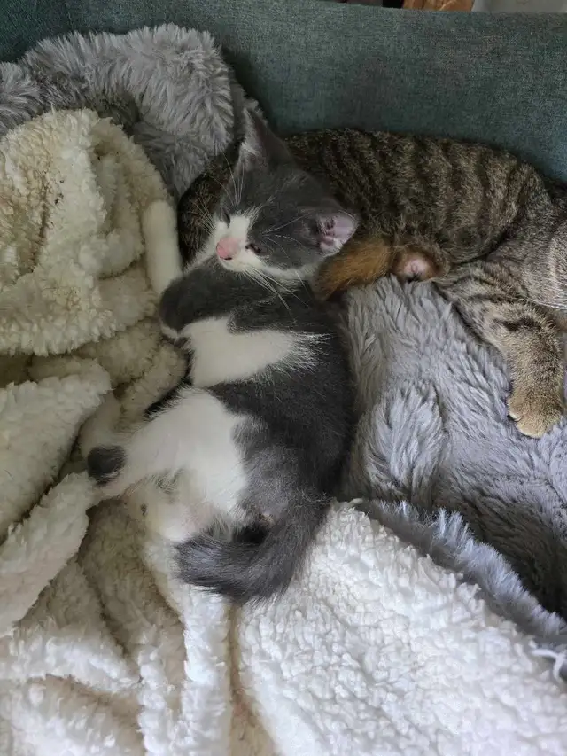 kitten ready