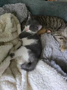 kitten ready