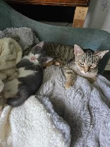 kitten ready - Photo 2