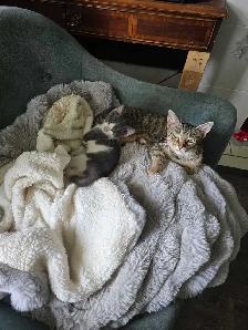 kitten ready - Photo 3