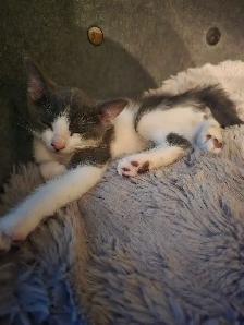 kitten ready - Photo 4
