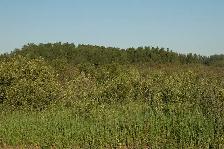 Bluebird Way rural residential - Photo 6