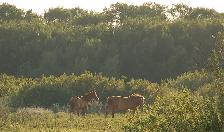 Bluebird Way rural residential - Photo 7