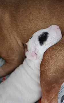 Bull Terrier Puppy (Purebred)