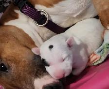 Bull Terrier Puppy (Purebred) - Photo 2