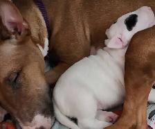 Bull Terrier Puppy (Purebred) - Photo 3